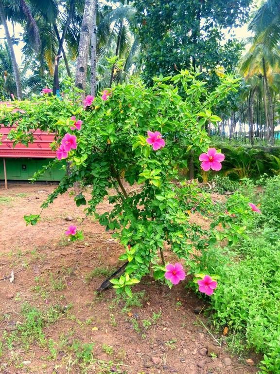 Wavelet Beach Resort Palolem Extérieur photo